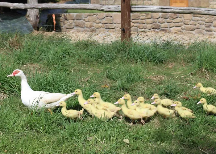 Confortable Avec Animaux, Jardin Et Wifi Inclus, Cadre Paisible En Normandie - Fr-1-497-6 Ferienhaus Céaucé